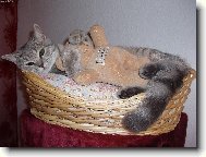 British shorthairs cat