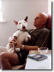 Bull Terrier