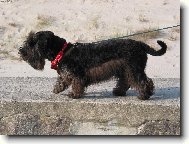 Czech Terrier