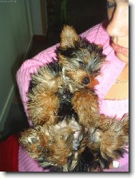 Yorkshire Terrier