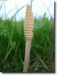 Equisetum arvense L\.