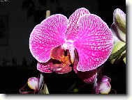 Orchidaceae