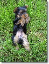 Jorkrsk terier, Yorkshire Terrier,