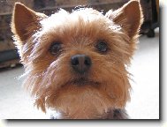 Jorkrsk terier, Yorkshire Terrier,