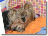 Jorkrsk terier, Yorkshire Terrier,