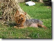 Jorkrsk terier, Yorkshire Terrier,