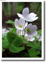 Oxalis acetosella L\.