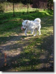 Japanese akita \\\\\(Dog standard\\\\\)