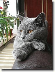 Blue-point cat