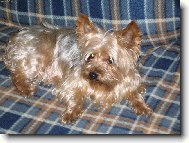 Jorkrsk terier, Yorkshire Terrier,