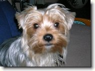 Jorkrsk terier, Yorkshire Terrier,