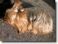 Jorkrsk terier, Yorkshire Terrier,