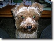 Jorkrsk terier, Yorkshire Terrier,