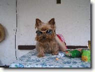 Jorkrsk terier, Yorkshire Terrier,