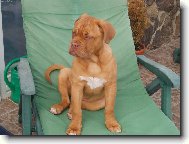 Dogue de Bordeaux