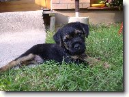 Border Terrier