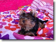 Jorkrsk terier, Yorkshire Terrier,