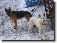 Berger Blanc Suisse, White Swiss Shepherd Dog