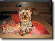 Jorkrsk terier, Yorkshire Terrier,