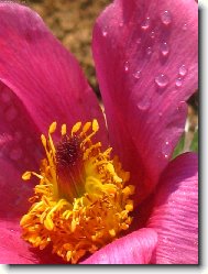 Pulsatilla vulgaris