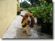 Basset Hound