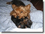 Jorkrsk terier, Yorkshire Terrier,