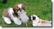 Shih-Tzu