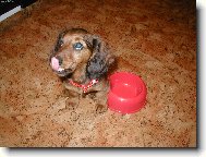 Dachshund