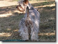 Jorkrsk terier, Yorkshire Terrier,