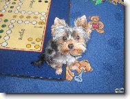 Jorkrsk terier, Yorkshire Terrier,