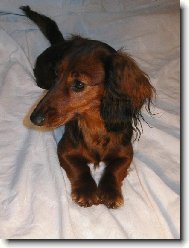 Dachshund