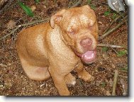 Dogue de Bordeaux