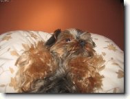 Jorkrsk terier, Yorkshire Terrier,