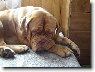 Dogue de Bordeaux