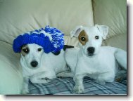 Jack Russell Terrier