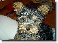 Jorkrsk terier, Yorkshire Terrier,