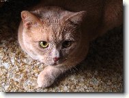 British shorthairs cat