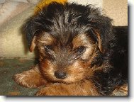 Jorkrsk terier, Yorkshire Terrier,