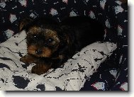 Jorkrsk terier, Yorkshire Terrier,