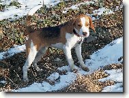 Beagle