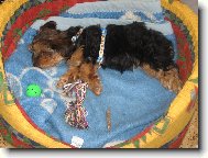 Jorkrsk terier, Yorkshire Terrier,