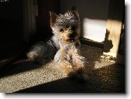 Jorkrsk terier, Yorkshire Terrier,