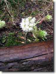 Petasites hybridus L\.