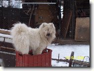 Samoyed \\\\\(Dog standard\\\\\)