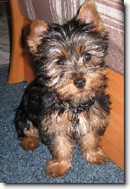 Yorkshire terrier \\\\\(Dog standard\\\\\)