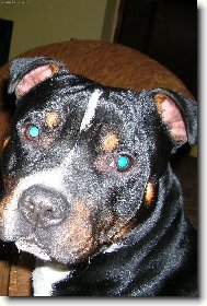 Staffordshire Bullterrier