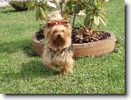 Jorkrsk terier, Yorkshire Terrier,