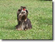 Jorkrsk terier, Yorkshire Terrier,