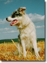 Border Collie