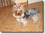 Jorkrsk terier, Yorkshire Terrier,